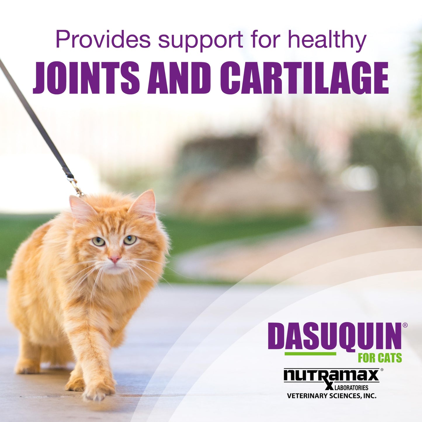 Nutramax Laboratories Dasuquin Joint Health Supplement for Cats - With Glucosamine, Chondroitin, ASU, Boswellia Serrata Extract, and Green Tea Extract, 84 Capsules Nutramax LaboratoriesBuy Supplements Australia