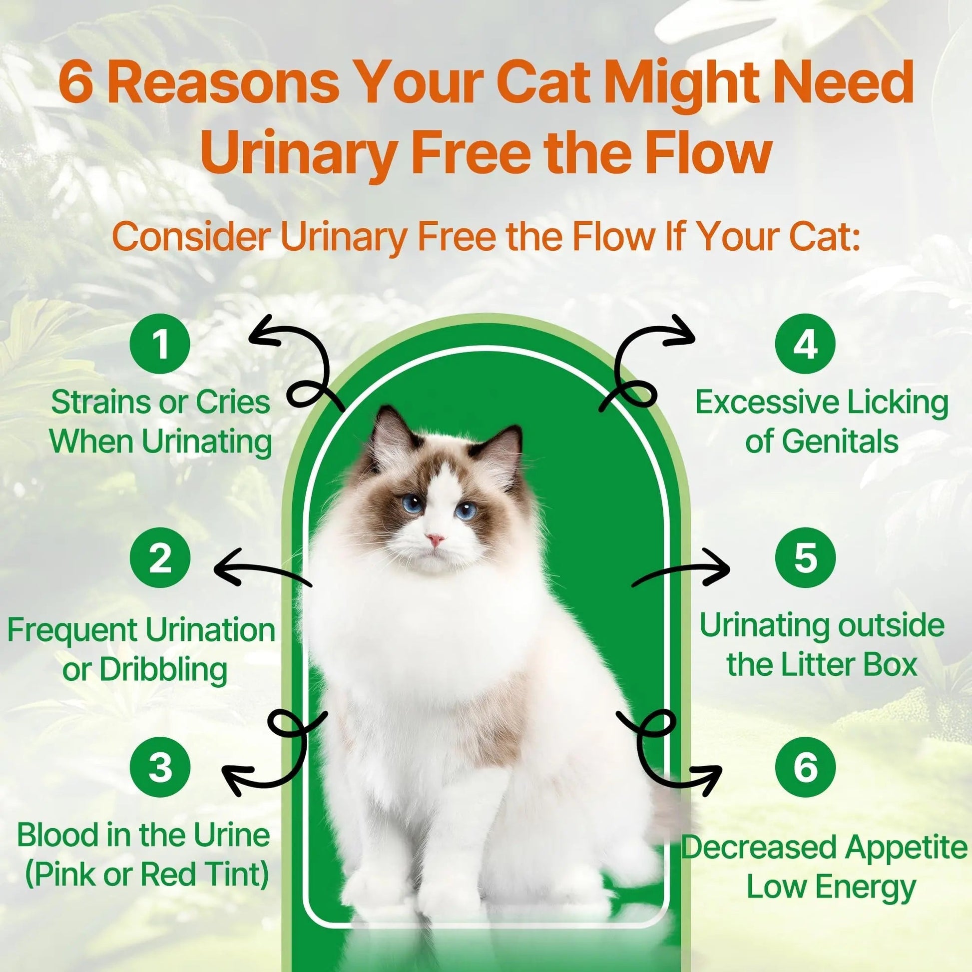 Cat Bladder Remedy for Stones & Crystals, Kidney StonesDissolver forCat- Urinary Free The Flow - Cat Urinary Tract Infection Treatment for Stones, Herbal CatUTI Remedy for Stone Relief & Prevention QanorethBuy Supplements Australia
