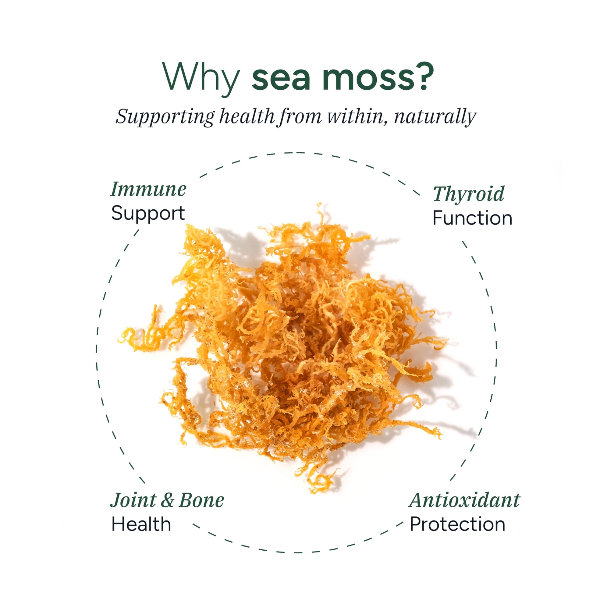 ROOT LABS Sea Moss Gummies I 92+ Minerals I Black Seed Oil I KSM 66 Ashwagandha I Lab Tested I No Added Sugar | for Men, Women I Non-GMO I 100% Natural & Organic I 1600 mg I 120 Gummy ROOT LABSBuy Supplements Australia
