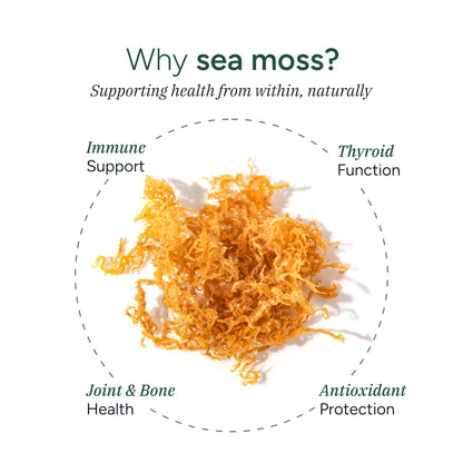 ROOT LABS Sea Moss Gummies I 92+ Minerals I Black Seed Oil I KSM 66 Ashwagandha I Lab Tested I No Added Sugar | for Men, Women I Non-GMO I 100% Natural & Organic I 1600 mg I 120 Gummy ROOT LABSBuy Supplements Australia