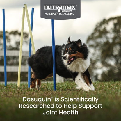 Nutramax Dasuquin for Large Dogs, Joint Health Supplement, Contains Glucosamine for Dogs, Plus Chondroitin, ASU, MSM and More, Supports Healthy Joints, Chewable Tablets, 150 Count Nutramax LaboratoriesBuy Supplements Australia