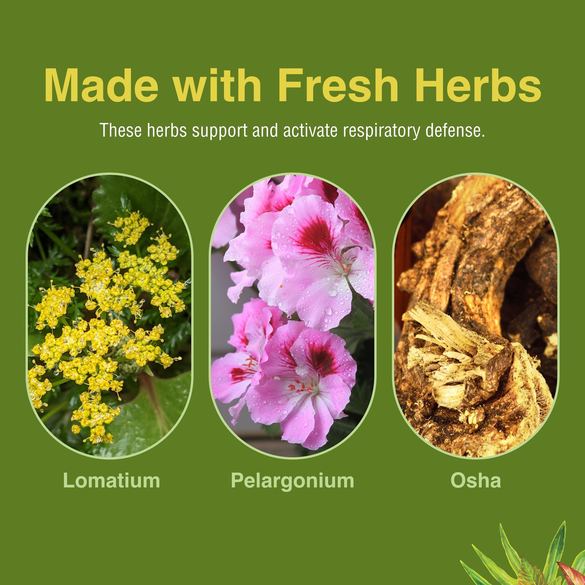 Herbs Etc. Loviral - Lung Health Supplement for Respiratory Defense & Support - Herbal Supplement with Lomatium, Pelargonium & OSHA - Gluten-Free - 60 Softgels (60 Servings) Herbs Etc.Buy Supplements Australia