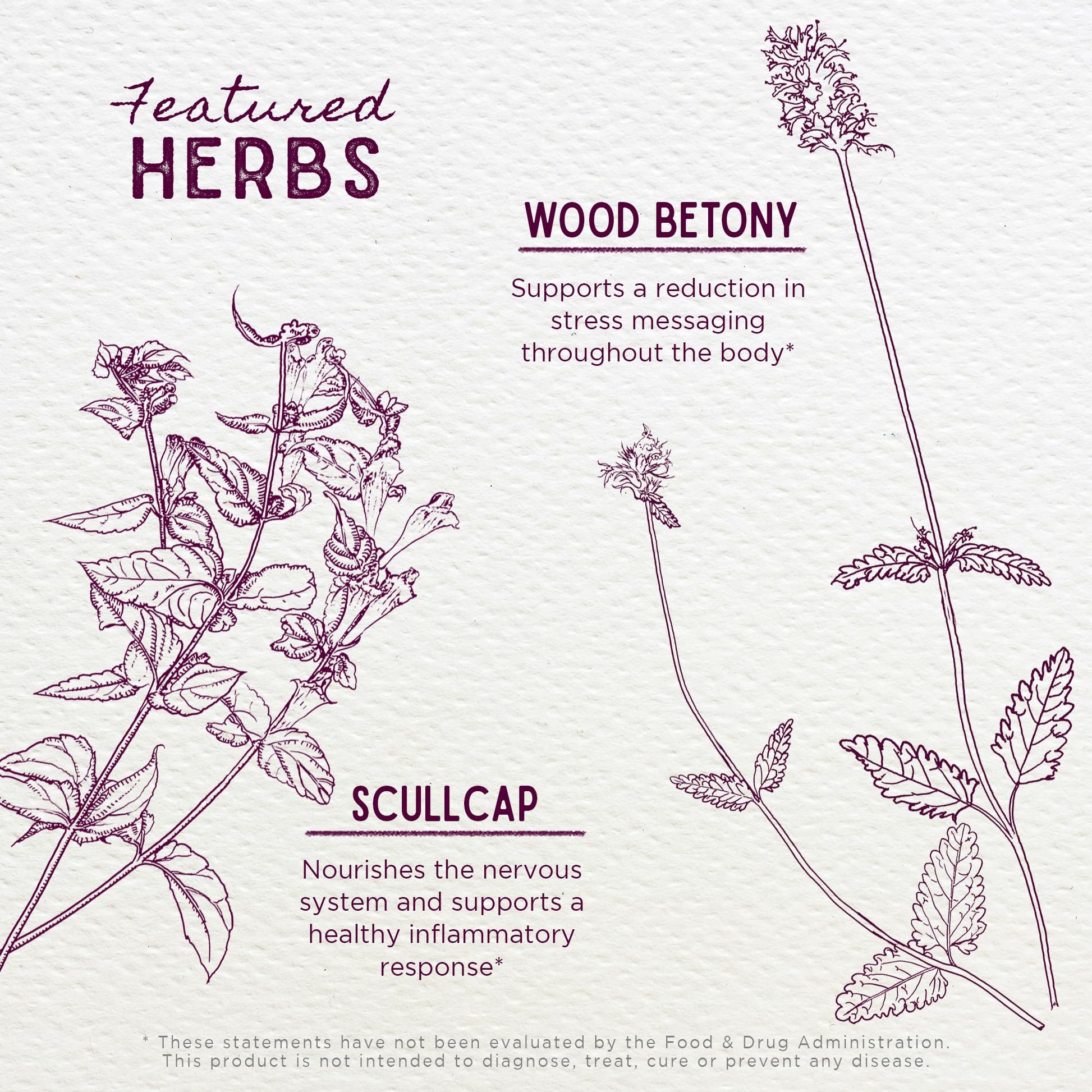 WishGarden Herbs Serious Relaxer, Liquid Herbal Muscle Relaxant with Wild Lettuce & Valerian Root, Eases Neck & Shoulder Tension, Tense Muscles, Muscle Spasms & Restless Legs, Non-GMO, Vegan, 4oz WishGardenBuy Supplements Australia