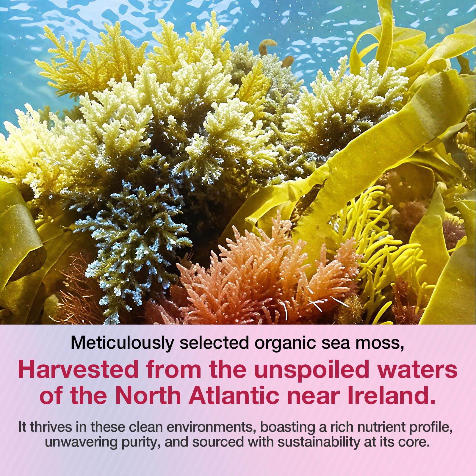 MSLOTAL Irish Sea Moss Gummies with Ashwagandha Bladderwrack and Burdock Root - Natural Irish Seamoss Supplement for Thyroid, Energy, Immune Support - 60 Vegan Gummy MSLOTALBuy Supplements Australia