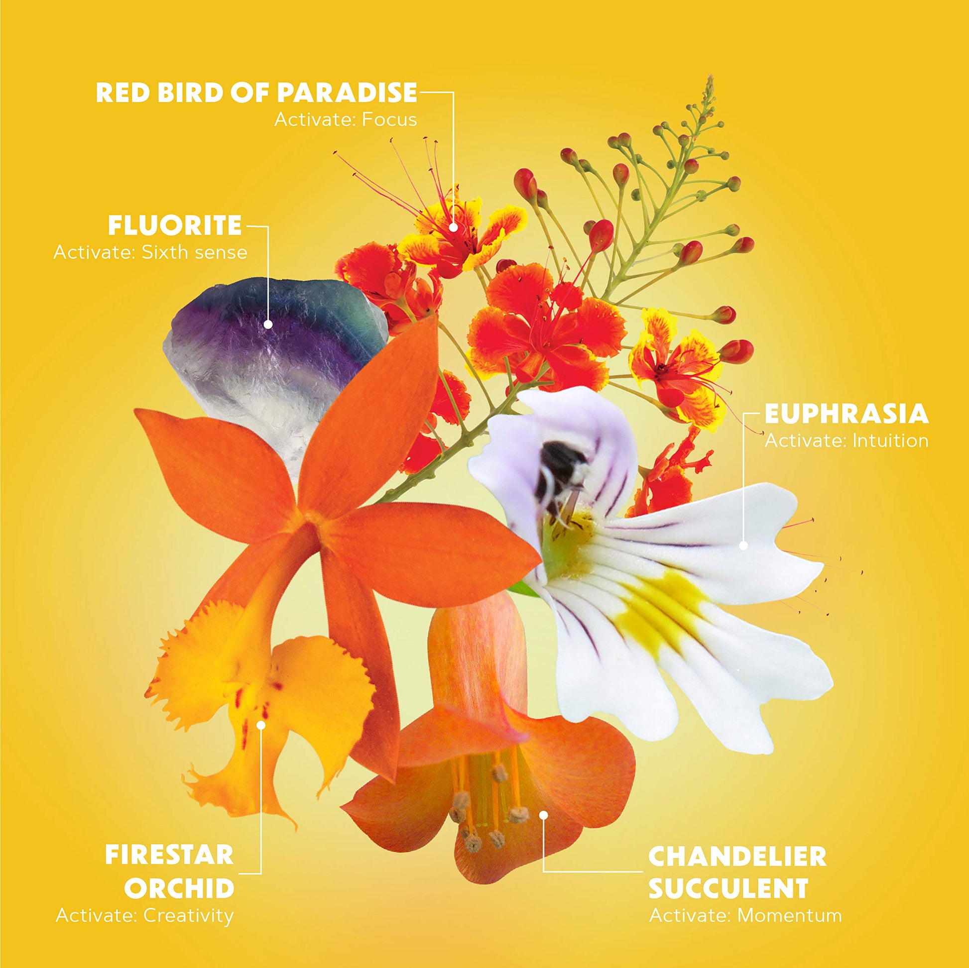 LOTUSWEI Inspired Action Flower Essence Elixir – Enhance Focus, Concentration, Mental Clarity & Creativity – Flower Remedy Supplement LOTUSWEIBuy Supplements Australia
