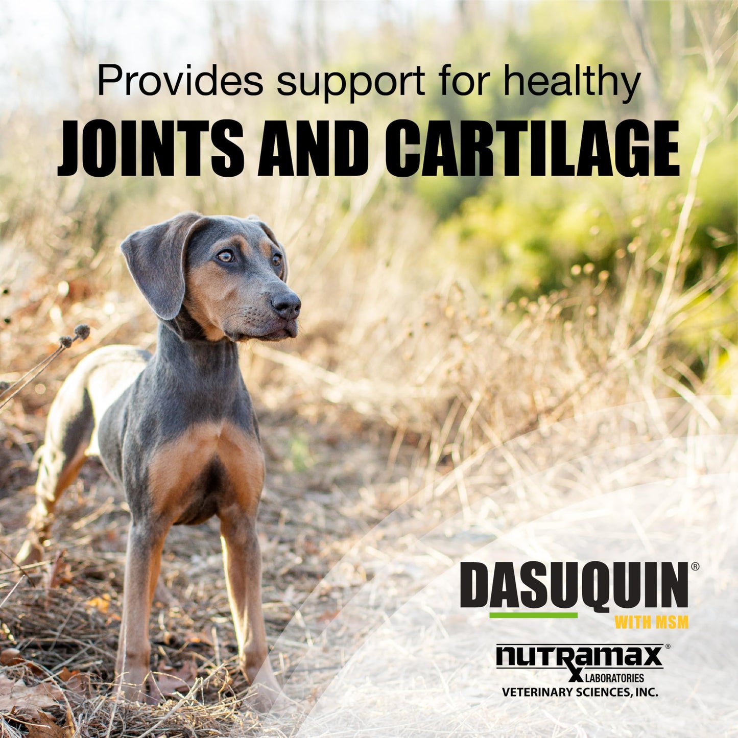 Nutramax Dasuquin for Small to Medium Dogs, Joint Health Supplement, Contains Glucosamine for Dogs, Plus Chondroitin, ASU, MSM and More, Supports Healthy Joints, Chewable Tablets, 84 Count Nutramax LaboratoriesBuy Supplements Australia