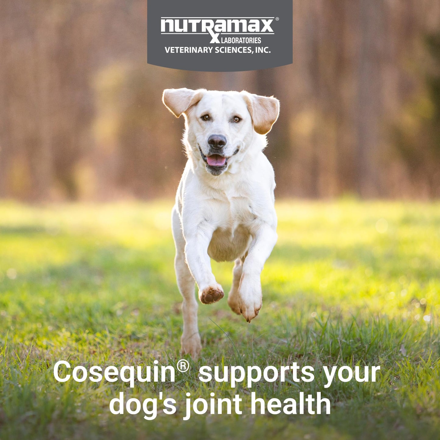 Nutramax Cosequin for Dogs Joint Health Supplement, Contains Glucosamine for Dogs, Chondroitin, MSM and Omega-3s, Supports Joint and Skin and Coat Health, Soft Chews, 60 Count Nutramax LaboratoriesBuy Supplements Australia