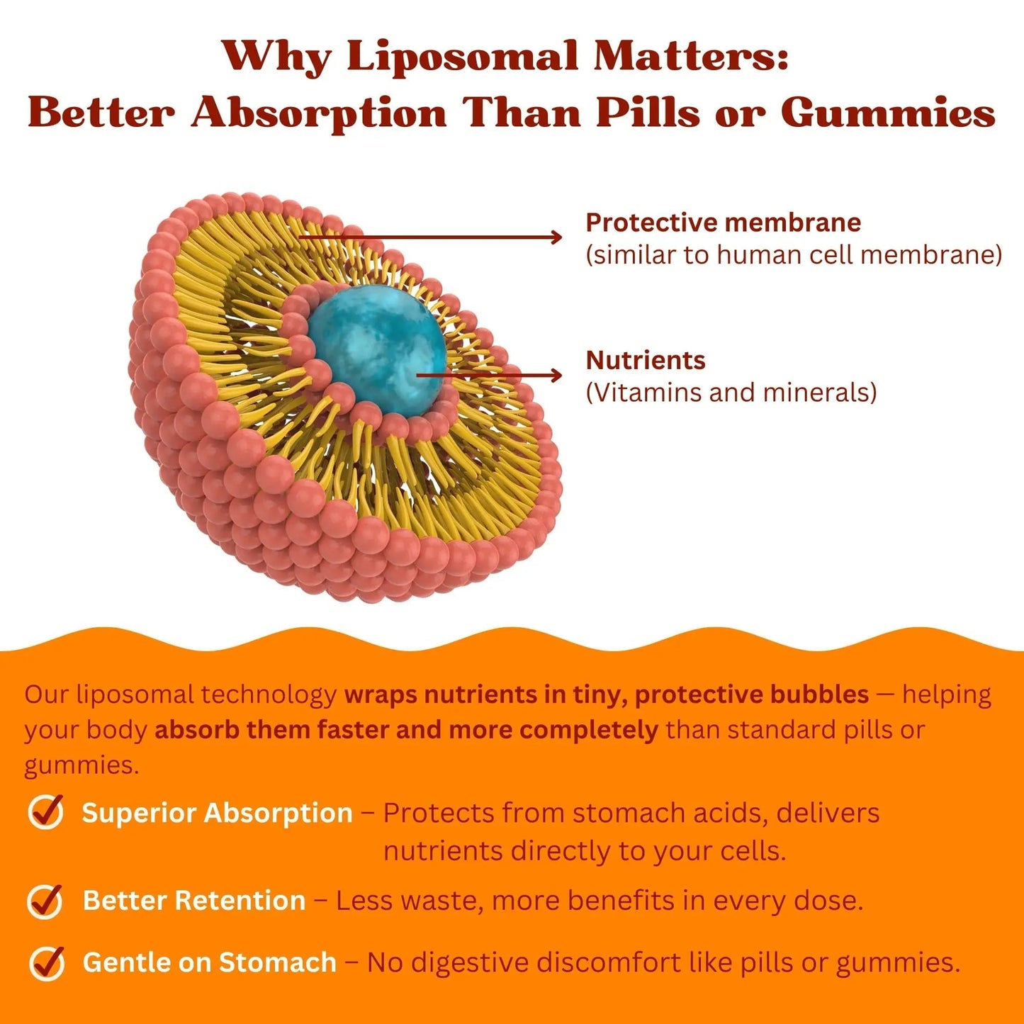 Vitaminally Women’s 50+ Liposomal Liquid Multivitamin – 16 Essential Vitamins & Minerals for Energy, Bone & Immune Support Vitaminally