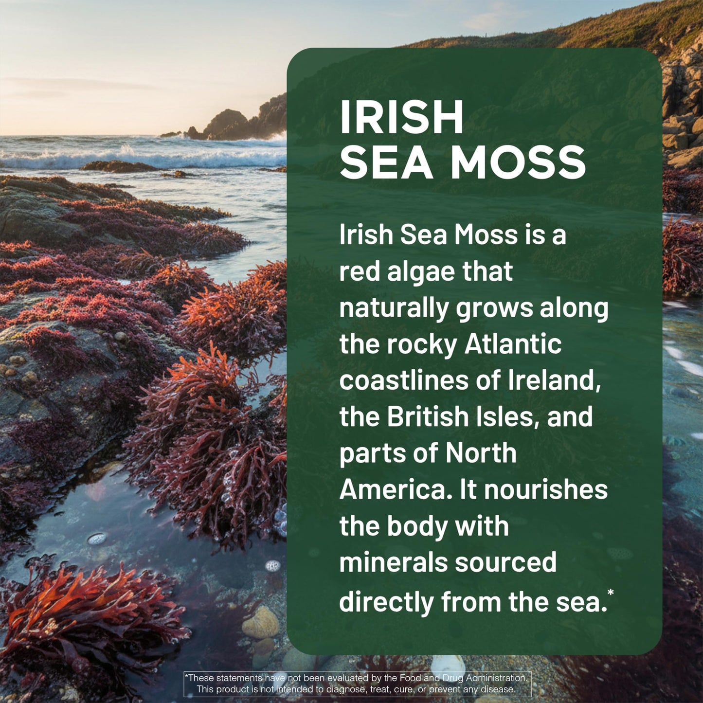 SMARTERNUTRITION Sea Moss Multimineral with Irish Sea Moss with Ashwagandha Bladderwrack Turmeric Zinc Vitamin C Elderberry Dandelion - Non-GMO, USA Manufactured - 60 Capsules[30 Day Supply] SMARTERNUTRITIONBuy Supplements Australia