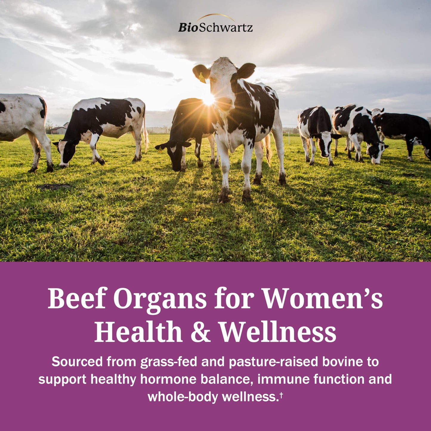 BioSchwartz Primal Beef Organ Supplement for Women - 60 Capsules - Grass-Fed & Pasture-Raised - Supports Healthy Hair Skin and Nails, Hormone Balance - with Bovine Liver, Kidney, Heart, Uterus Powder BioSchwartzBuy Supplements Australia