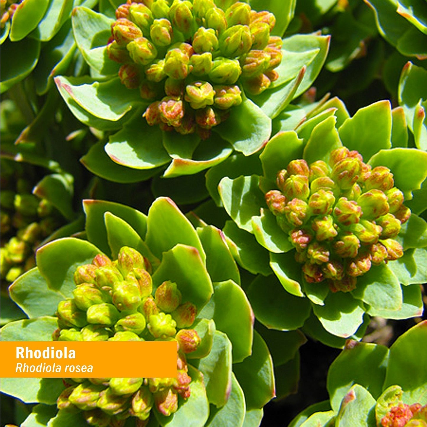 Herb Pharm Certified Organic Rhodiola Root Extract for Energy, Endurance and Stamina Herb PharmBuy Supplements Australia
