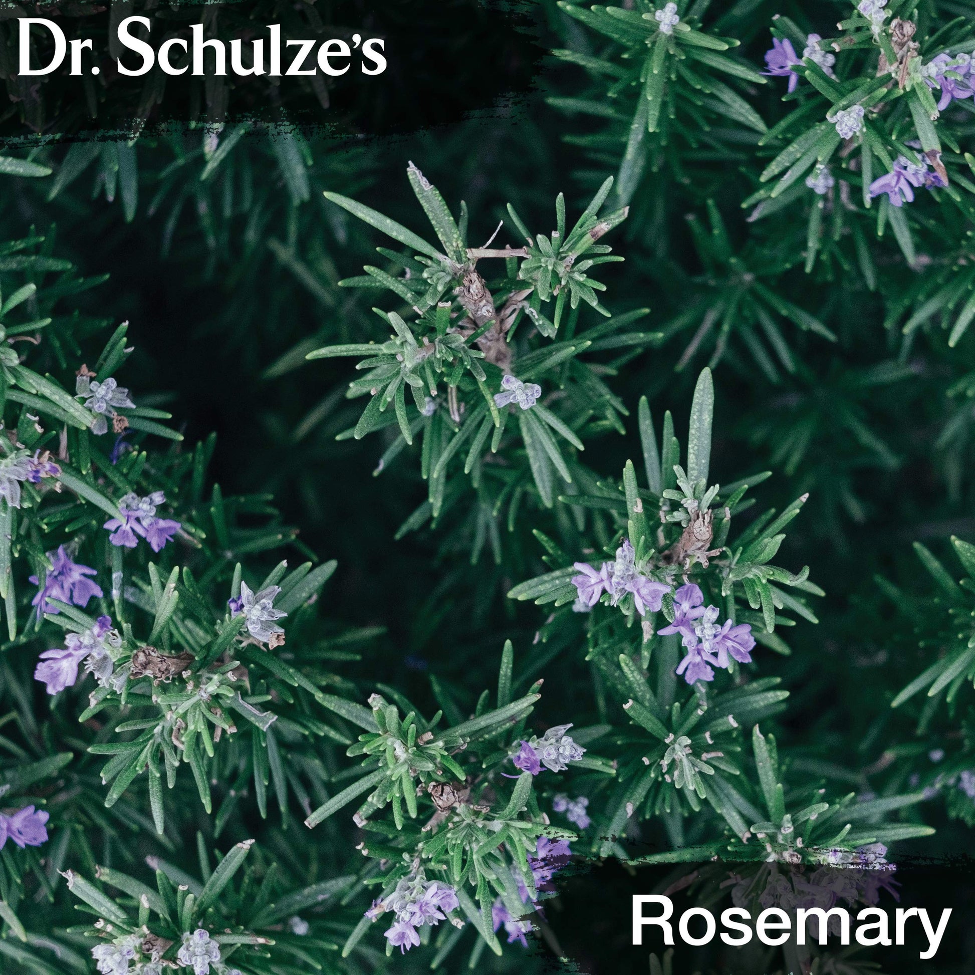 Dr. Schulze's Brain Formula 2 oz. - Vegan and Wild-Harvested | Stimulates Circulation and and Improved Mental Focus Dr. Schulze'sBuy Supplements Australia