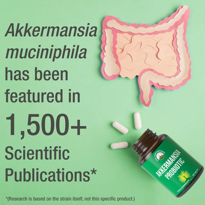 Akkermansia Probiotic to Increase GLP-1 Production. Ultra High Strength Akkermansia Muciniphila Live Strain with Prebiotic Fiber for Gut Health & Microbiome Balance. Delayed Release, 3rd Party Tested - Maple Wellness Supplements