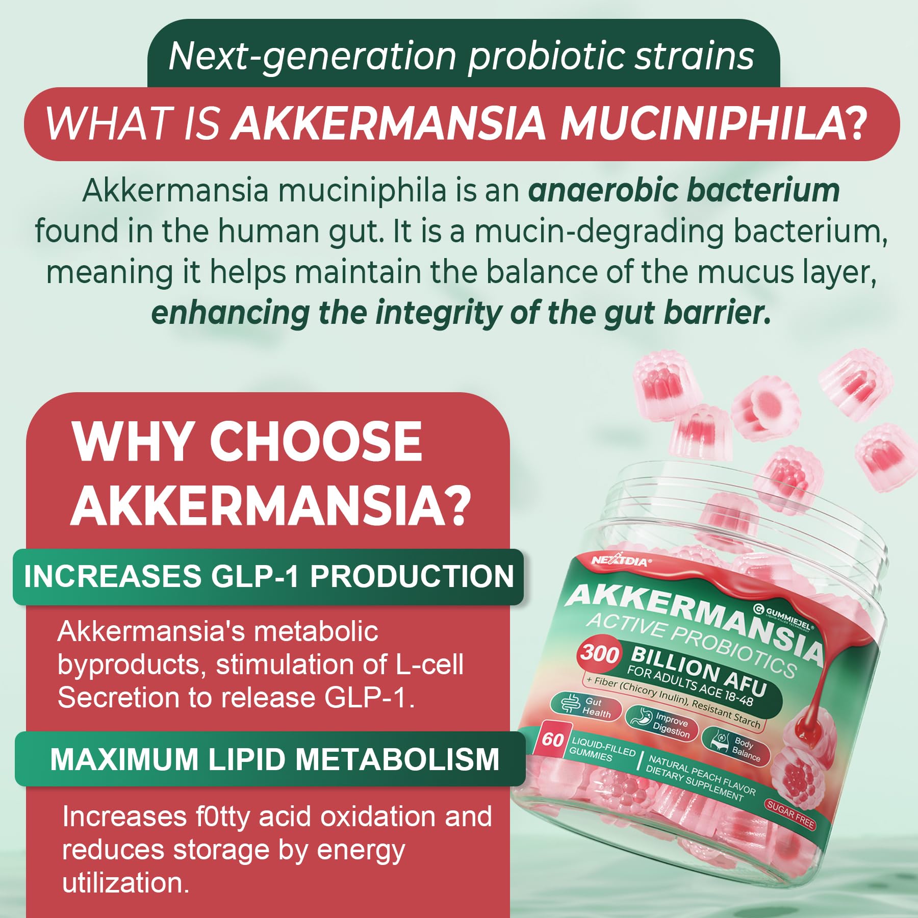 Akkermansia Probiotics Gummies with Prebiotics Fiber, 300 Billion AFU Akkermansia Muciniphila, with Polyphenol Fruits, Resistant Starch - Maple Wellness Supplements