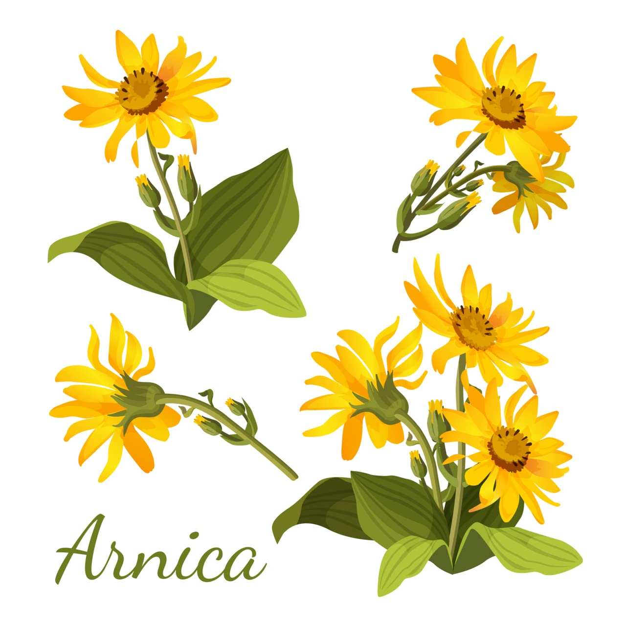 All-Natural Arnica Muscle Balm - Plant-Based Topical swelling and bruising Relief | Essential Oils & Menthol soothes and cools sore muscles, Hypoallergenic & Paraben-Free, Made in USA - Maple Wellness Supplements