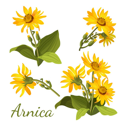 All-Natural Arnica Muscle Balm - Plant-Based Topical swelling and bruising Relief | Essential Oils & Menthol soothes and cools sore muscles, Hypoallergenic & Paraben-Free, Made in USA - Maple Wellness Supplements