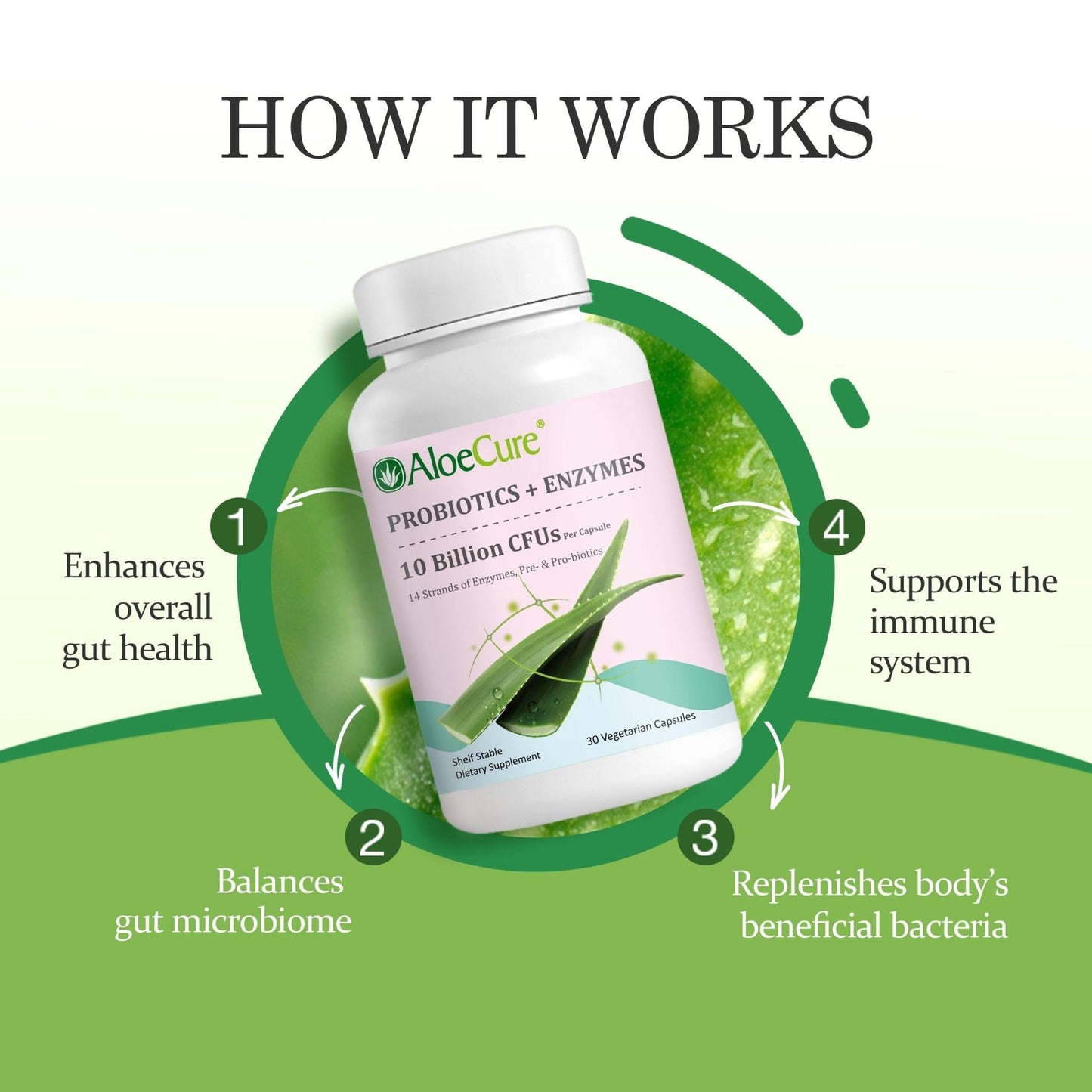 AloeCure Daily Probiotics 10 Billion CFU for Digestive Support 8 Strains, 6 Prebiotics & Enzymes - Digestive Supplement with Bromelain for Women & Men - Maple Wellness Supplements