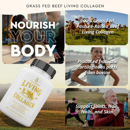 Ancestral Supplements Grass Fed Beef Living Collagen Nutritional Powder Supplement, 3000mg, Promotes Healthier, Younger Looking Skin, Hair - Maple Wellness Supplements