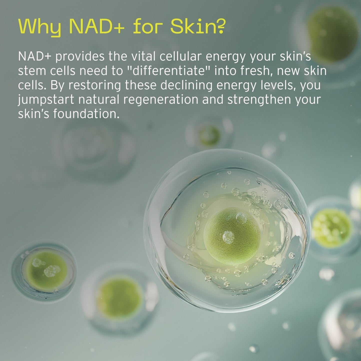 Aramore NAD+ Cell Energizing Skin Care Treatment with Proprietary NAD+ Precursor Complex, Clinically Proven to Target 12 Signs of Aging - 15ml - Maple Wellness Supplements