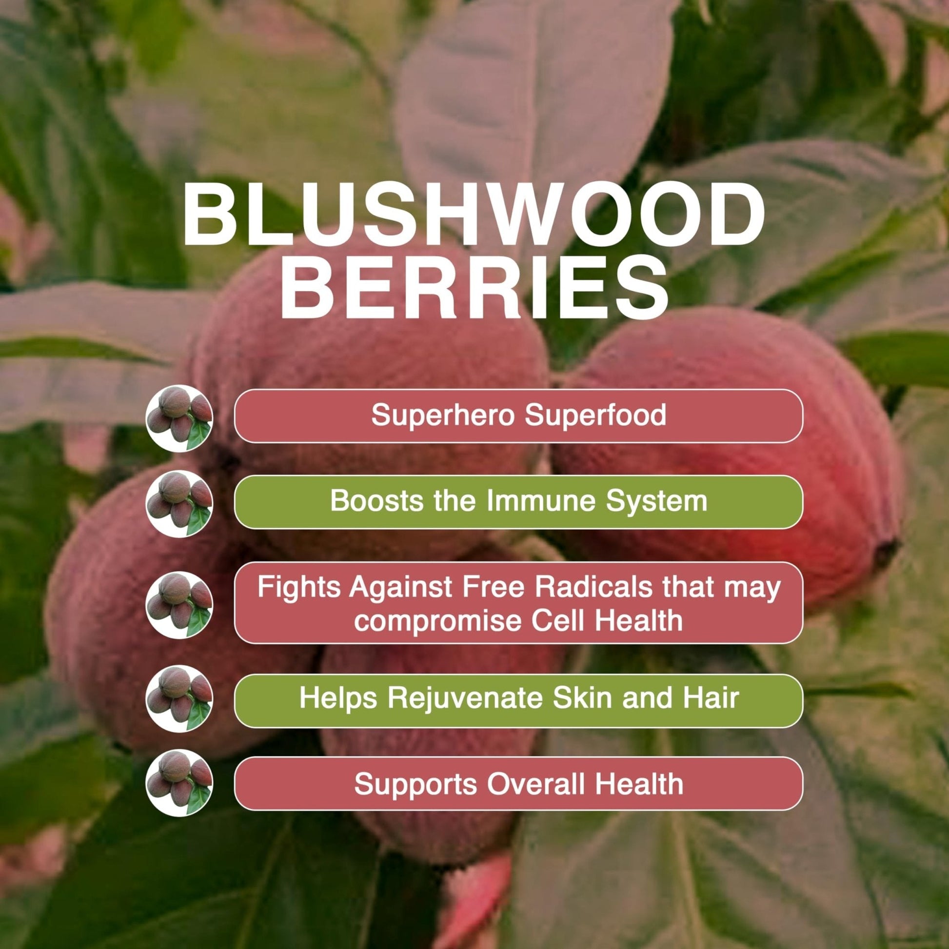 Aussie Pure Blushwood Berry Superfruit Daily Cell Defense - Soursop - Kakadu Plum - Pomegranate - Blueberry - Immune and Cell Support Powder - All Ages - Lab Tested and Authenticated - 180g/6.4oz - Maple Wellness Supplements