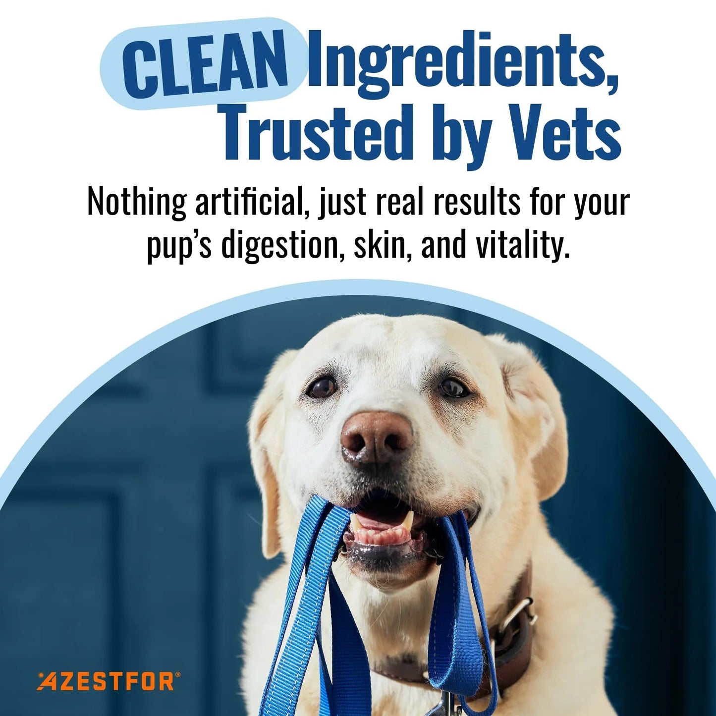 Azestfor Gut Health Supplement for Dogs – 3 in 1 Probiotic, Prebiotic & Postbiotic Blend – Supports Digestion, Immunity & Skin – Easy-to-Use Powder – for All Breeds & Sizes – 60g (30 Servings) - Maple Wellness Supplements