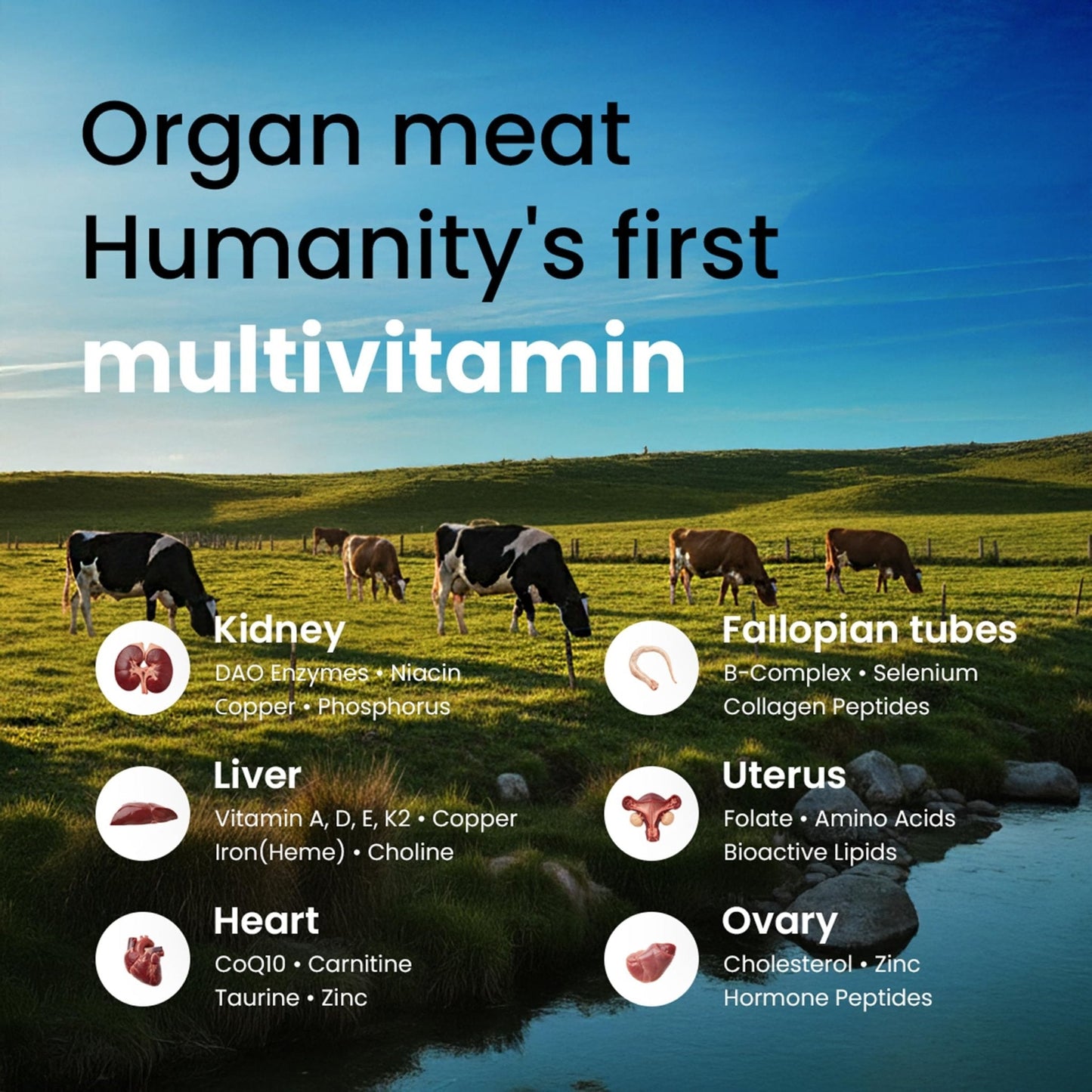 Beef Organ Supplement for Women – Grass Fed Liver, Uterus, Ovary, Heart, Kidney – 30+ Nutrients to Support Hormone Balance, Cycle Health, Energy, Immunity - Maple Wellness Supplements