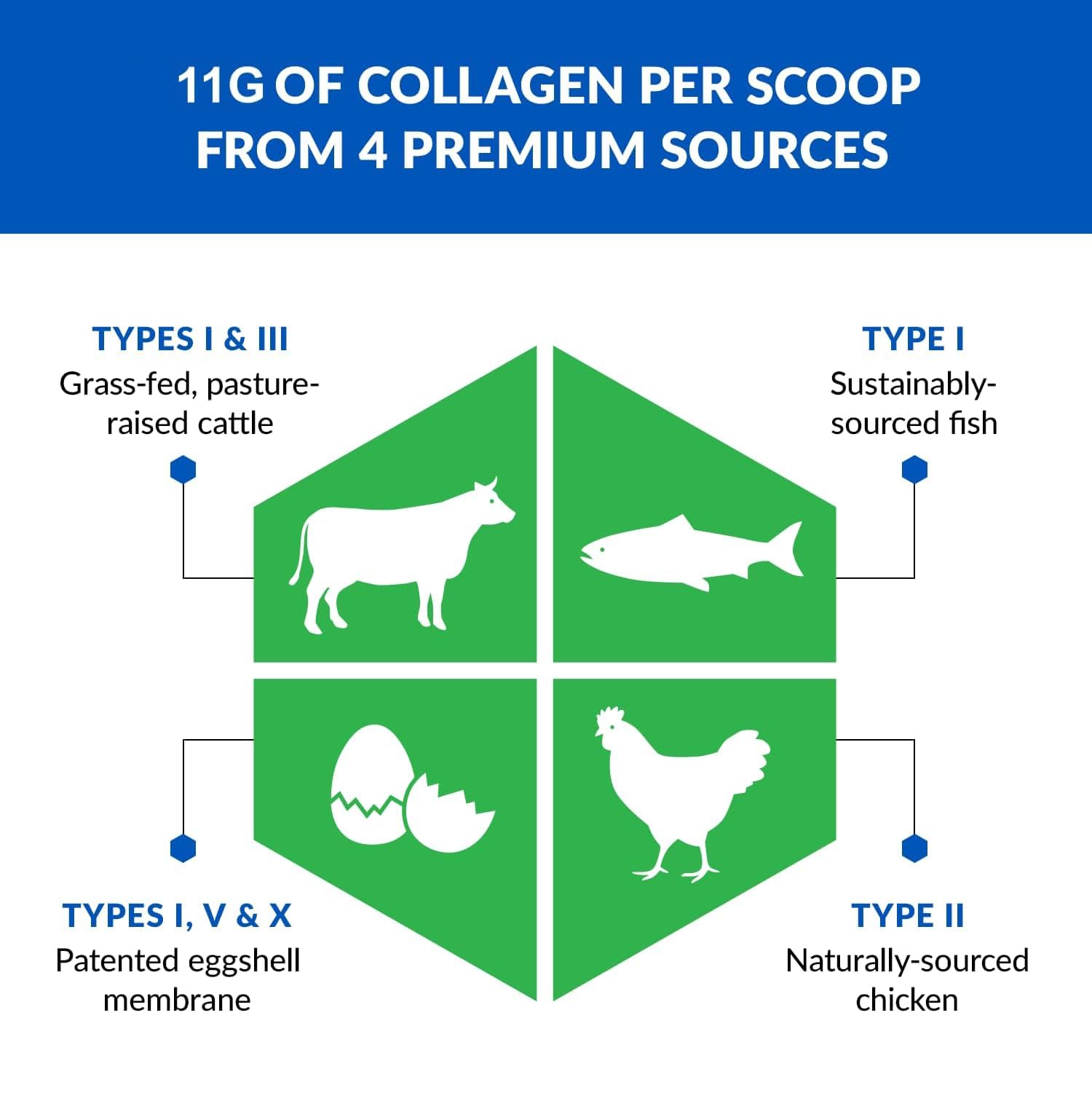 BioTrust Ageless Multi Collagen Peptides Powder – 5 Types (I, II, III, V, X) – Chocolate Collagen Powder for Women & Men – Hydrolyzed Protein – Grass Fed Beef, Fish, Chicken, Eggshell Membrane - Maple Wellness Supplements
