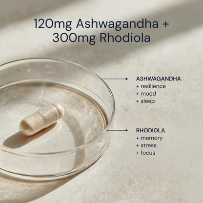 Blueprint Bryan Johnson Ashwagandha & Rhodiola Supplement – 120mg Ashwagandha + Rhodiola Root – Daily Adaptogen Capsules for Stress Support, Mood Balance, Energy & Focus – 30 Vegan Capsules - Maple Wellness Supplements