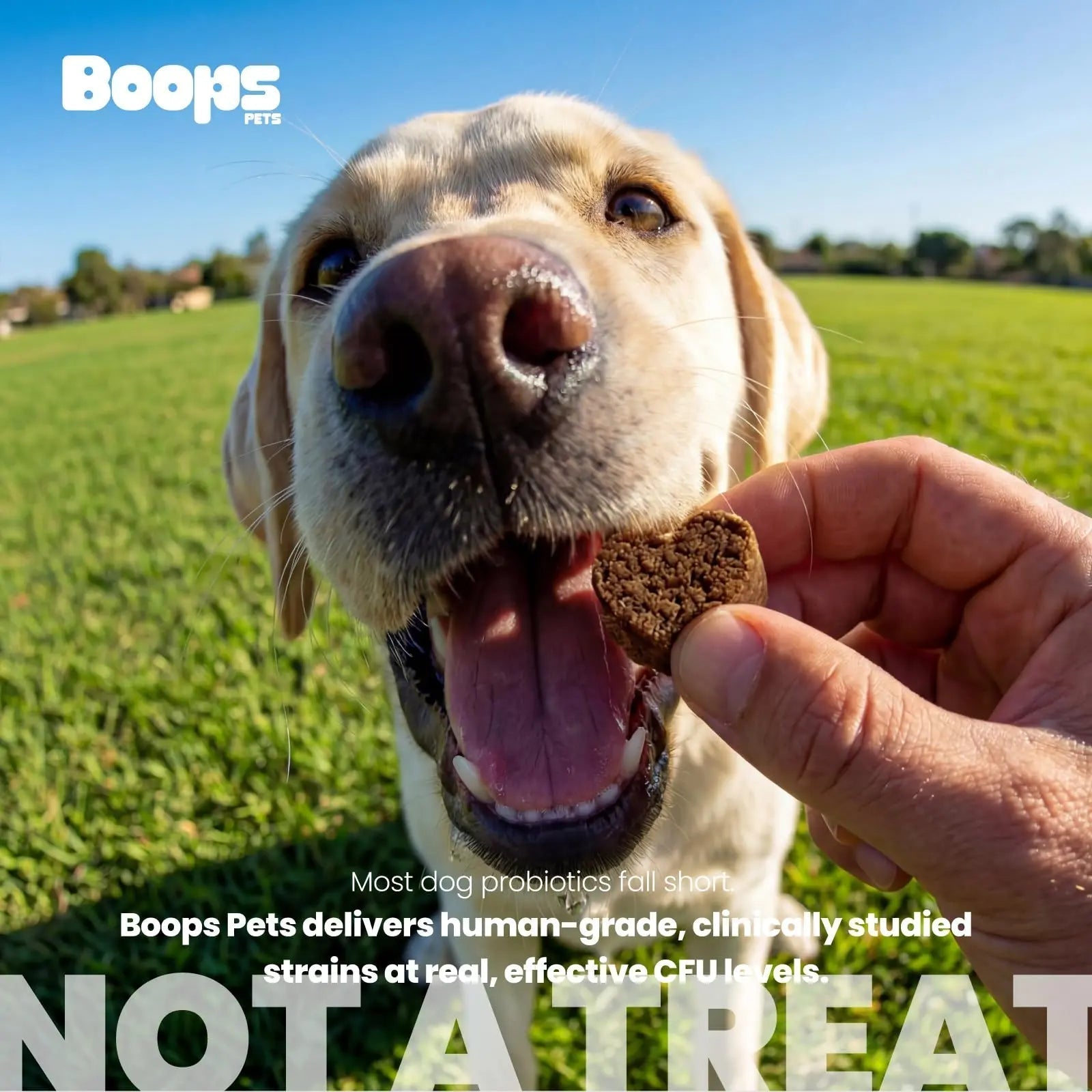 Boops Pets Probiotics for Dogs – 30 Billion CFU with Pre, Postbiotics & Digestive Enzymes – Supports Gut Health, Immunity, Loose Stools & Allergies – Filet Mignon Flavor – Vet Formulated – 60 Chews - Maple Wellness Supplements