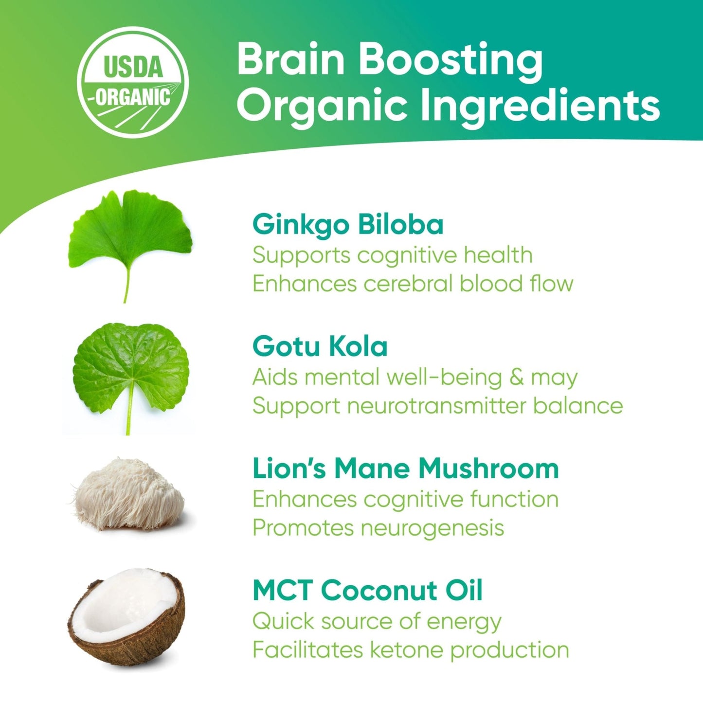 Brain Tea Focus & Memory - Brain Tea Organic Certified 4-in-1 Nootropic Herbal Supplement with Ginkgo Biloba, Gotu Kola, Lion’s Mane Mushroom, MCT Caffeine-Free for Mental Clarity (30 Sachets) - Maple Wellness Supplements