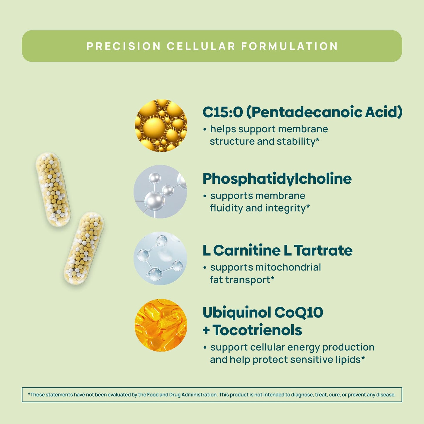 C15:0 Pentadecanoic Acid Supplement | Longevity, Cellular & Membrane Support, Micro-Granule Enhanced Absorption, Phosphatidylcholine, L-Carnitine, - Maple Wellness Supplements