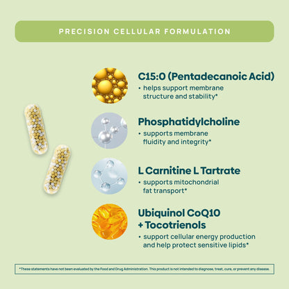 C15:0 Pentadecanoic Acid Supplement | Longevity, Cellular & Membrane Support, Micro-Granule Enhanced Absorption, Phosphatidylcholine, L-Carnitine, - Maple Wellness Supplements