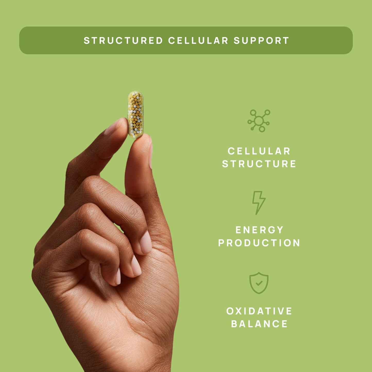 C15:0 Pentadecanoic Acid Supplement | Longevity, Cellular & Membrane Support, Micro-Granule Enhanced Absorption, Phosphatidylcholine, L-Carnitine, - Maple Wellness Supplements