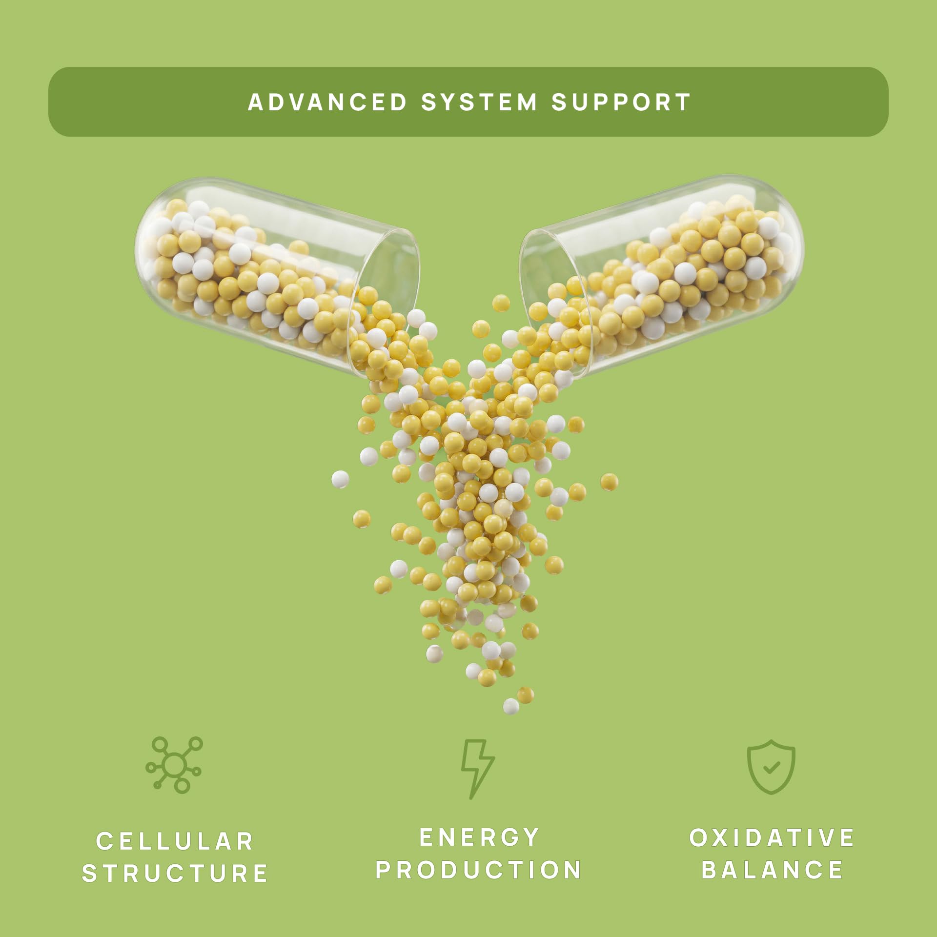 C15:0 Pentadecanoic Acid Supplement | Longevity, Cellular & Membrane Support, Micro-Granule Enhanced Absorption, Phosphatidylcholine, L-Carnitine, - Maple Wellness Supplements