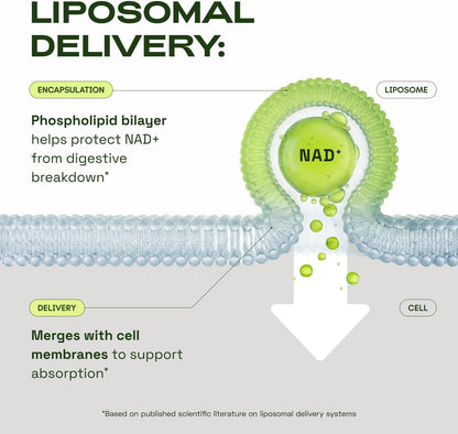 Cata-Kor NMN Supplement Alternative – Liposomal NAD+ Supplement - NAD CORE 30-Day Supply 60 Capsules - Maple Wellness Supplements