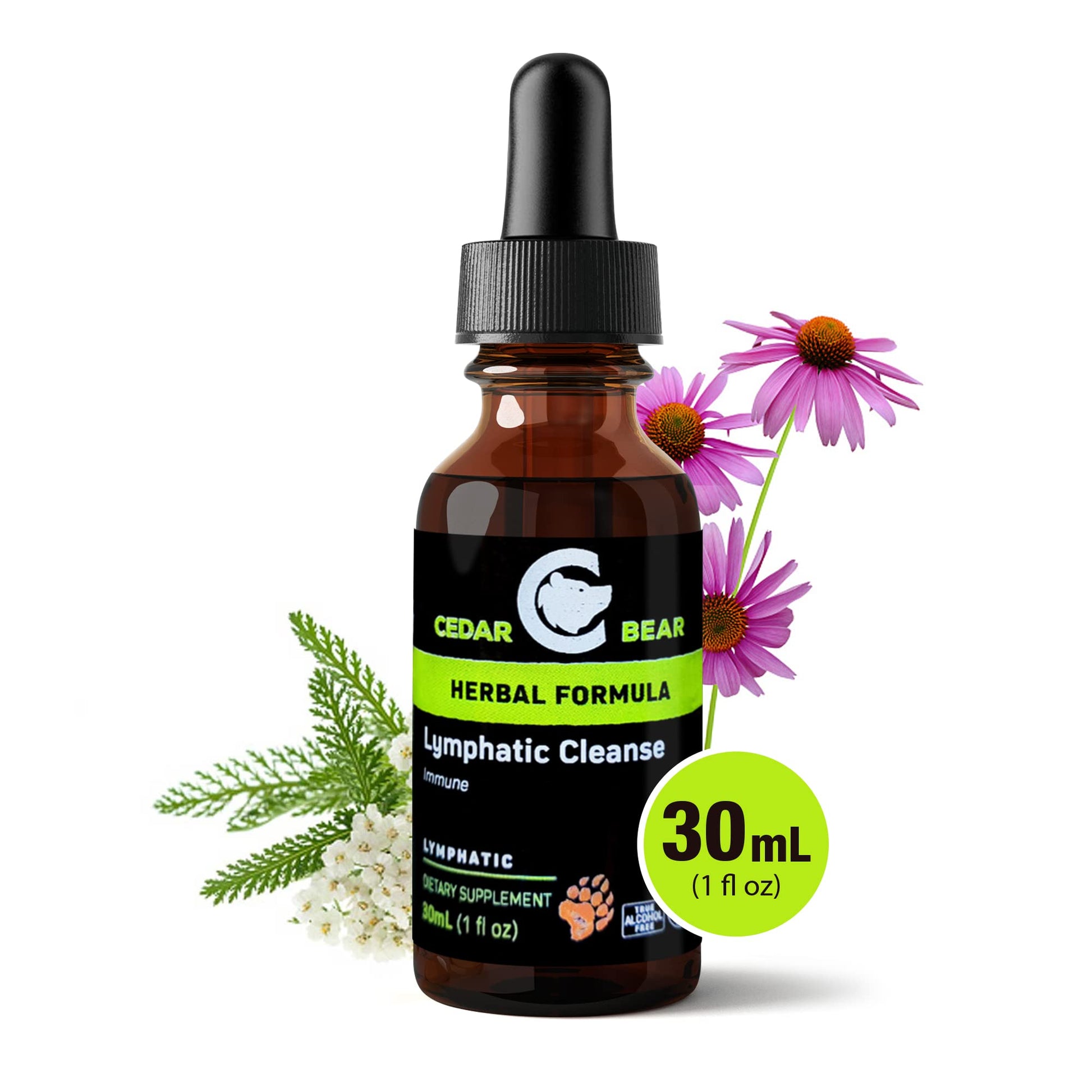 Cedar Bear - Lymphatic Cleanse Immune Support Supplement, Alcohol-Free Lymphatic Drainage Drops with Immune-Enhancing Natural Herbs, Liquid Herbal Supplements, 1 fl oz - Maple Wellness Supplements