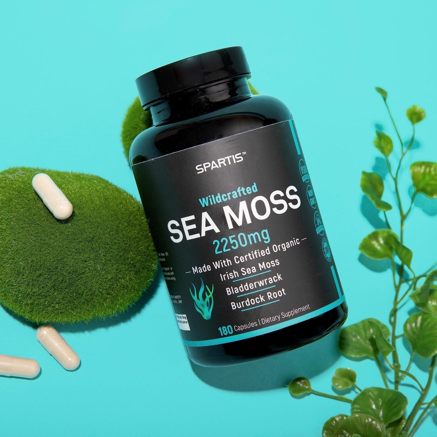 Certified Organic Sea Moss Capsules 2250mg Wildcrafted Irish Sea Moss Burdock Root - Maple Wellness Supplements