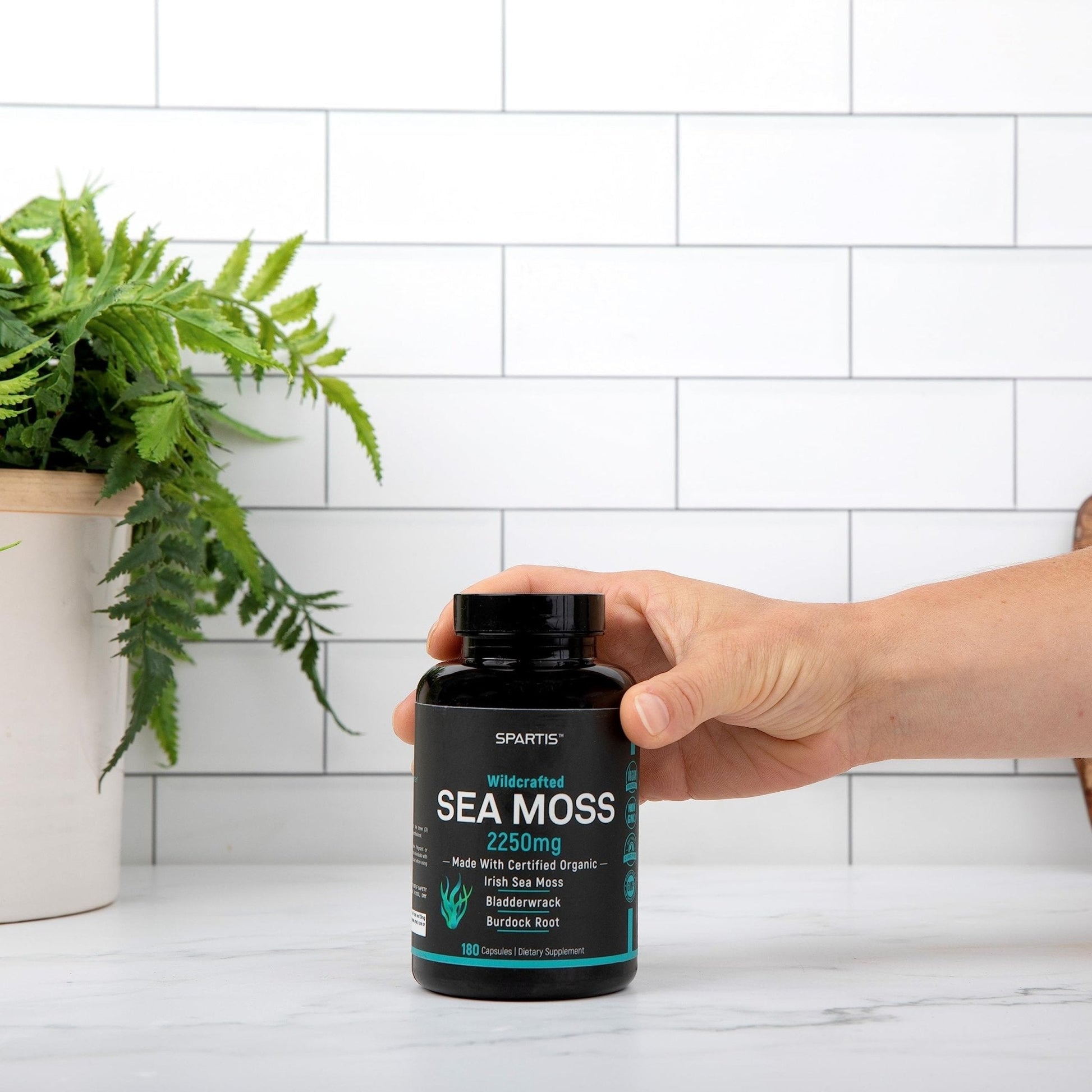 Certified Organic Sea Moss Capsules 2250mg Wildcrafted Irish Sea Moss Burdock Root - Maple Wellness Supplements