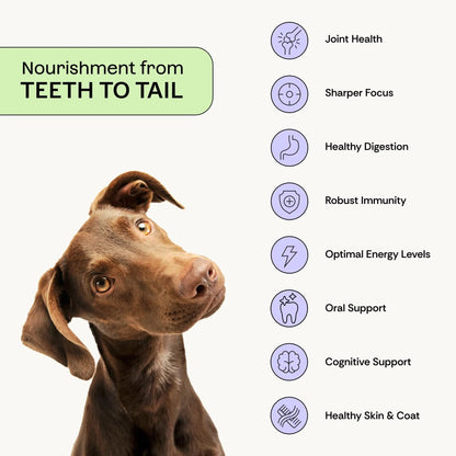 Daily Prebiotic + Postbiotic Dog Supplement Powder | 12-in-1 Support for Gut, Joints, Allergy, Immunity, Calming & Oral Health | Human-Grade Ingredients, No Artificial Flavors-No Fillers - 30 Sachets - Maple Wellness Supplements