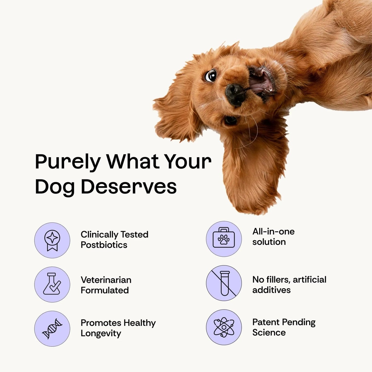 Daily Prebiotic + Postbiotic Dog Supplement Powder | 12-in-1 Support for Gut, Joints, Allergy, Immunity, Calming & Oral Health | Human-Grade Ingredients, No Artificial Flavors-No Fillers - 30 Sachets - Maple Wellness Supplements