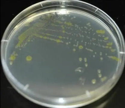 Diamante Scientific Essential Bacteria Kit. Pre-Poured Agar Plates & Swabs. Perfect for Kids. Great for Learning About Microbiology. STEM Education. Experiment Guide eBook Included! - Maple Wellness Supplements