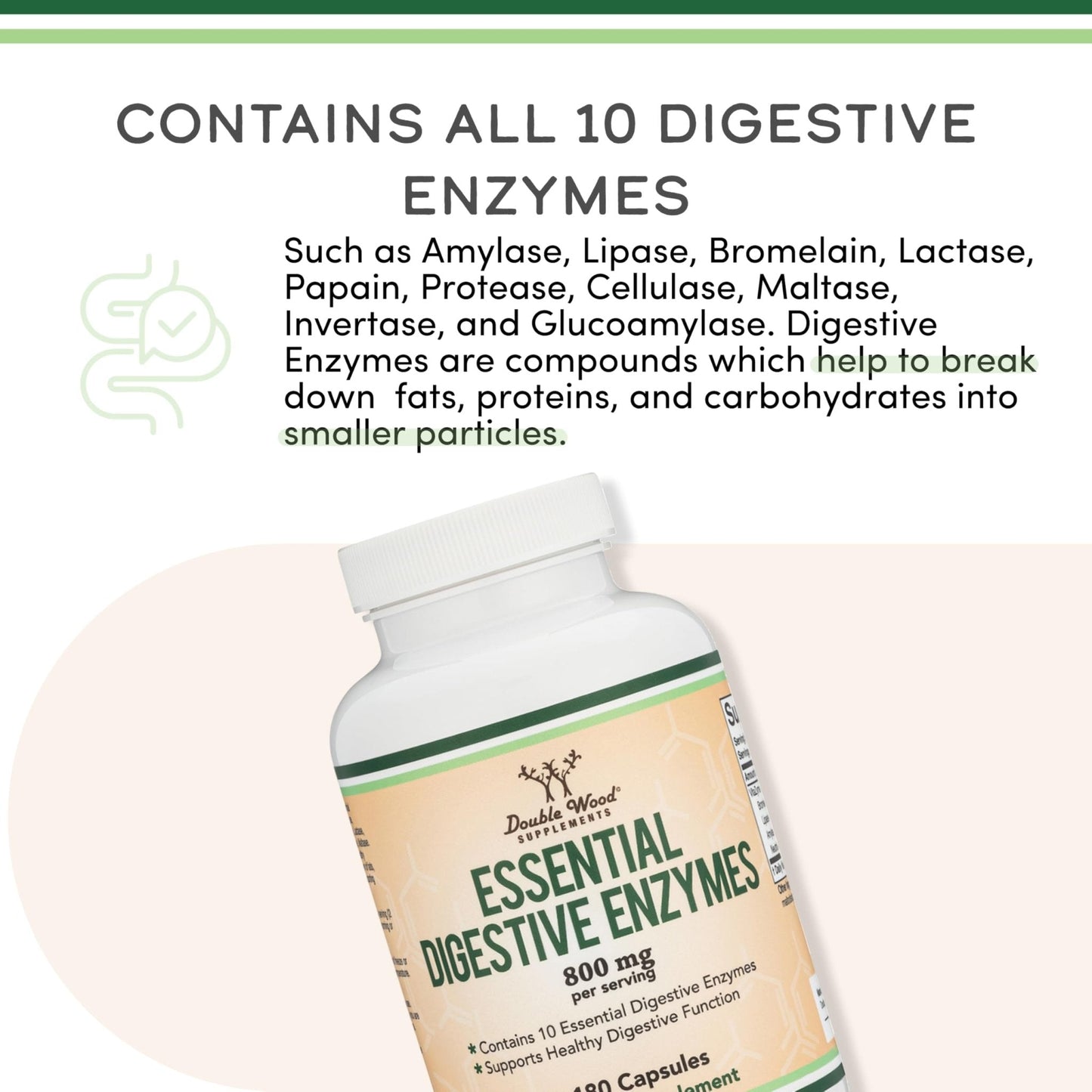Digestive Enzymes - 800mg Blend of All 10 Most Essential Digestive and Pancreatic Enzymes (Amylase, Lipase, Bromelain, Lactase, Papain, Protease - Maple Wellness Supplements