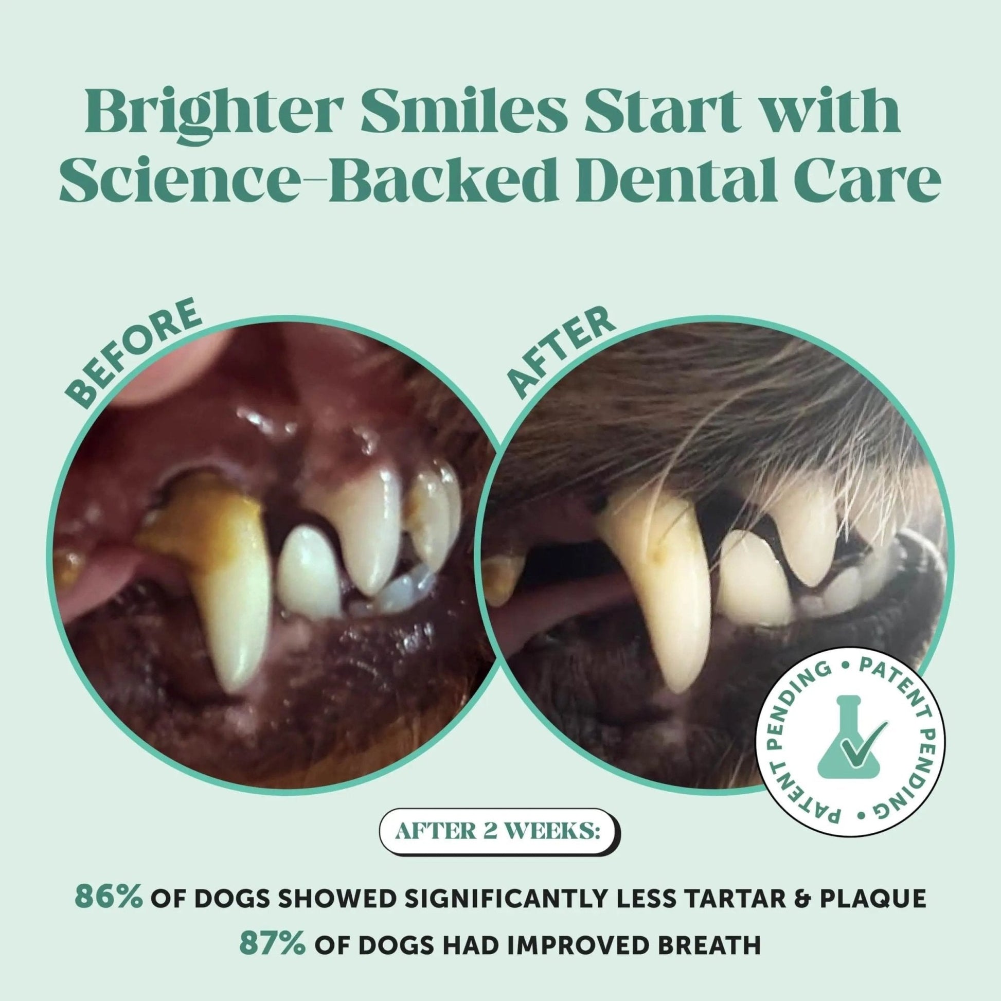 Dog Breath Freshener Dental Powder for Teeth Cleaning Plaque Off, Dental Care for Dogs, Tartar Remover for Teeth with Natural Herbal Blend + Postbiotics (Mint - 30 Servings) - Maple Wellness Supplements