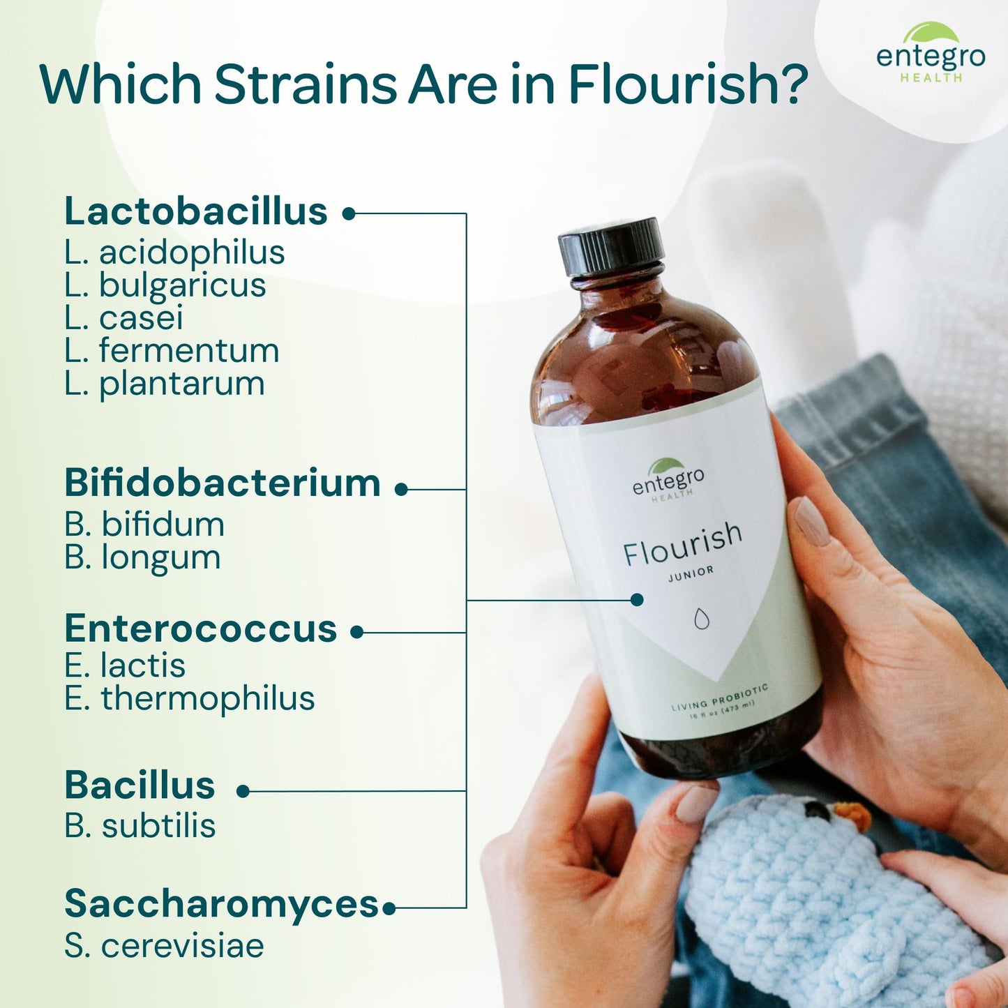 ENTEGRO Flourish Junior Liquid Probiotic & Postbiotic Supplement - Glass | 11 Live Cultures | Gut & Digestive Health for Women, Men & Kids | Organic, Vegan, Allergen Free | USA Made | 16 fl oz - Maple Wellness Supplements