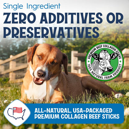 FETCHERONI 6" Collagen Sticks for Dogs – Low Odor Long-Lasting Bully Stick & Rawhide Alternative, Single Ingredient Beef Bone, High Protein Dental Treat, Vet Approved, Improves Joint Health – 20 Pack - Maple Wellness Supplements