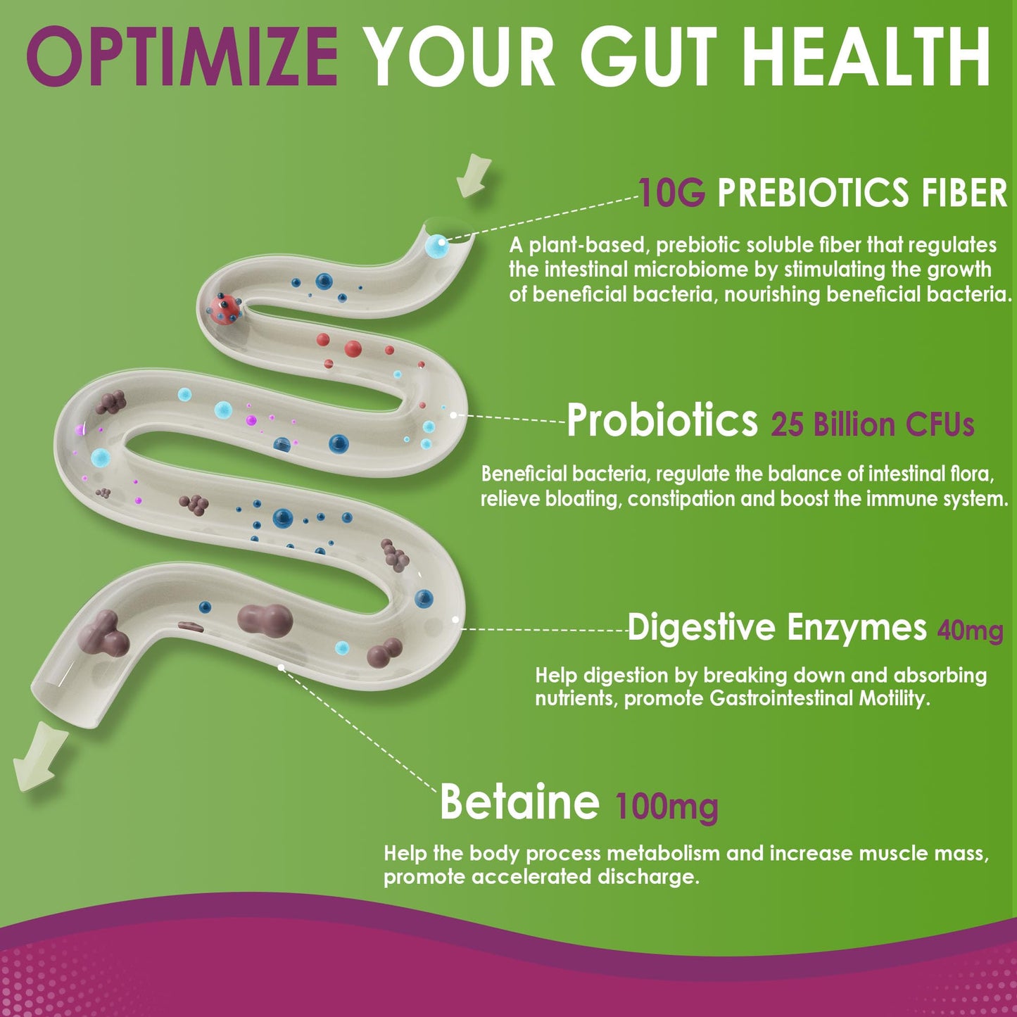 Fiber Gummies for Adults, Sugar Free 10g Prebiotic Fiber Supplement with Digestive Enzymes, Probiotics & 100mg Betaine for Digestive & Gut Health - Maple Wellness Supplements