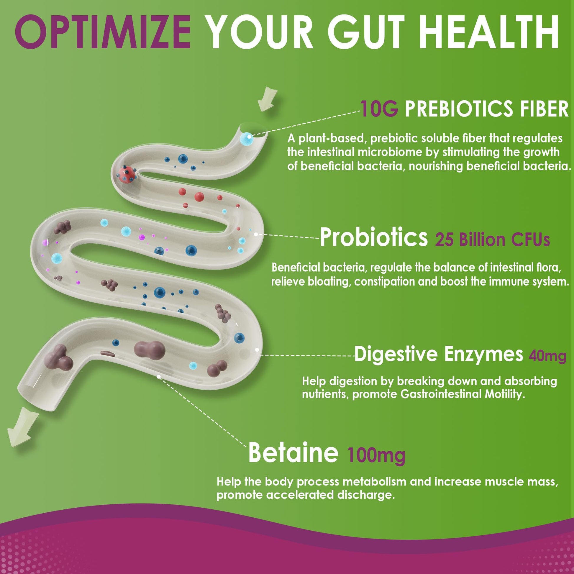 Fiber Gummies for Adults, Sugar Free 10g Prebiotic Fiber Supplement with Digestive Enzymes, Probiotics & 100mg Betaine for Digestive & Gut Health - Maple Wellness Supplements