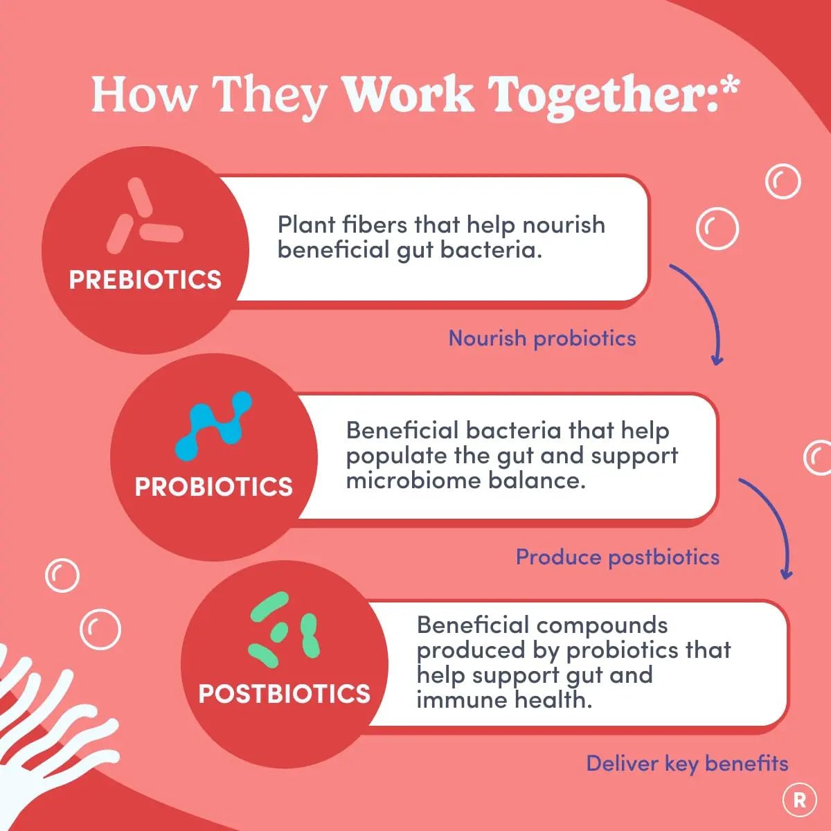 FIRST DAY Womens 3-in-1 Probiotic Gummies – Prebiotic + Probiotic + Postbiotic Supplement – Supports Digestive & Oral Health, Immune Function & Energy Levels – 30-Day Supply - Maple Wellness Supplements
