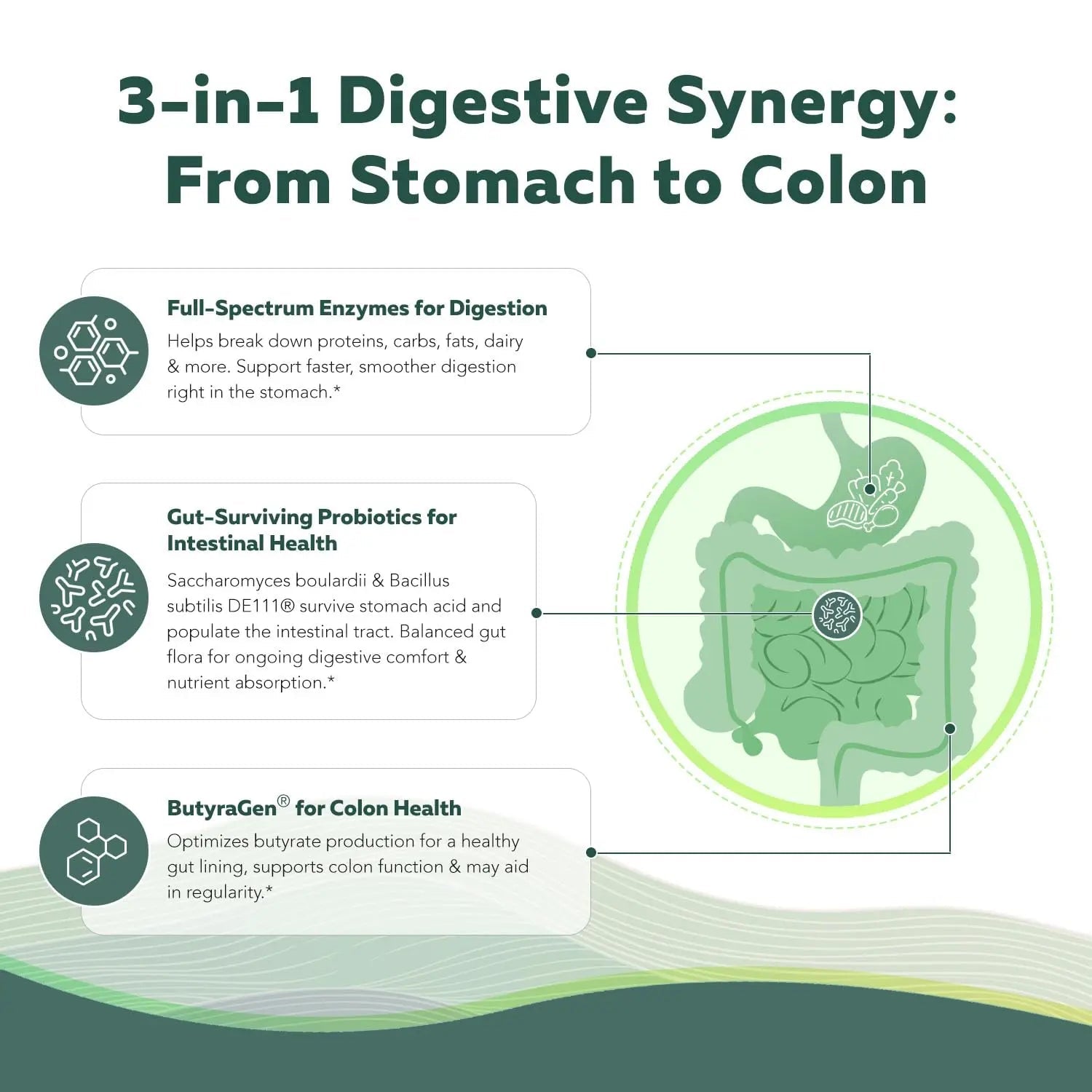 Flora Digest - 3-in-1 Max Strength Digestive Enzymes + Gut Surviving Probiotics & ButyraGen® Postbiotic for Optimal Digestion, Bloating Relief, Regularity, Gut Lining & Colon Support - (60 Capsules) - Maple Wellness Supplements
