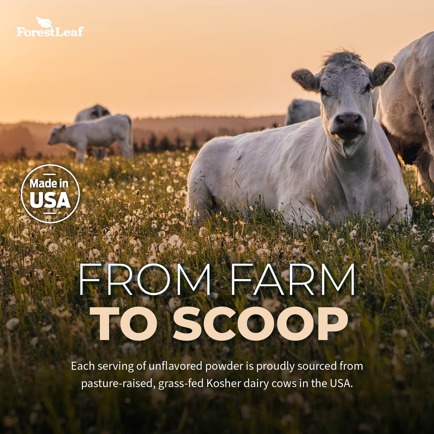 ForestLeaf Colostrum Powder 50% IgG Highest Concentration - Grass Fed Bovine - Maple Wellness Supplements